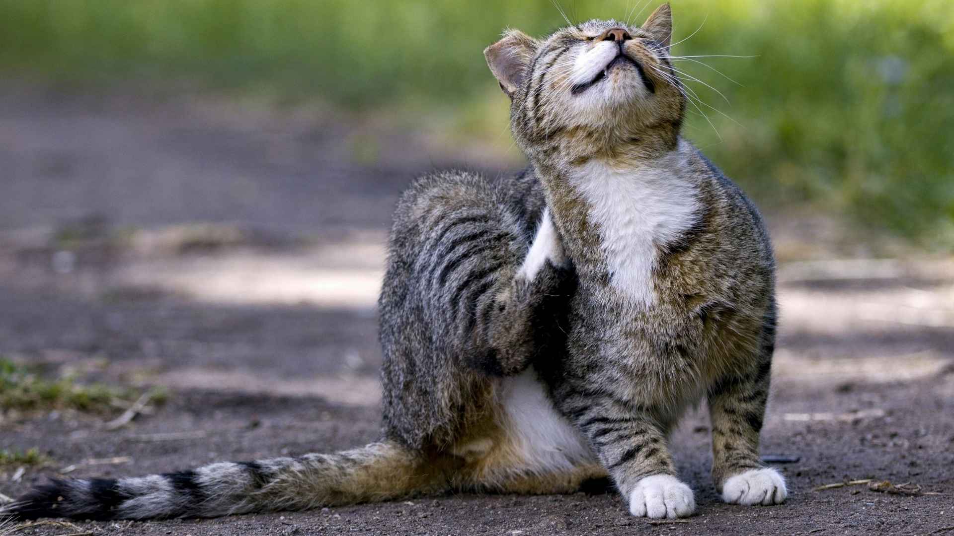 gatito rascándose